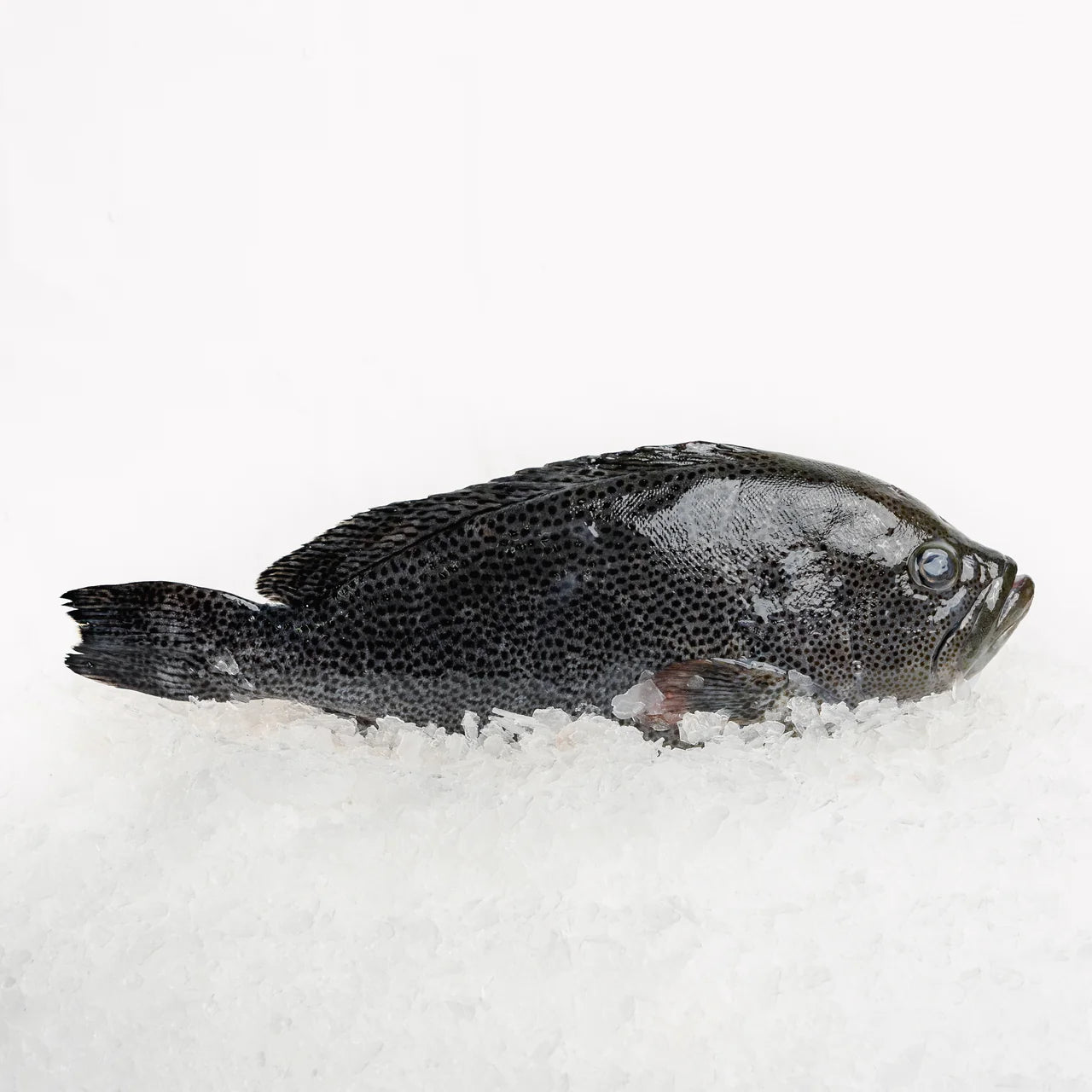 Australia Chilled Speckled Blue Grouper 1kg