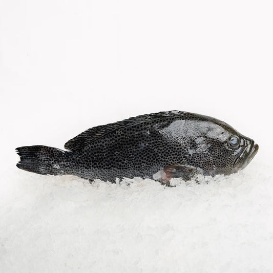Australia Chilled Speckled Blue Grouper 1kg