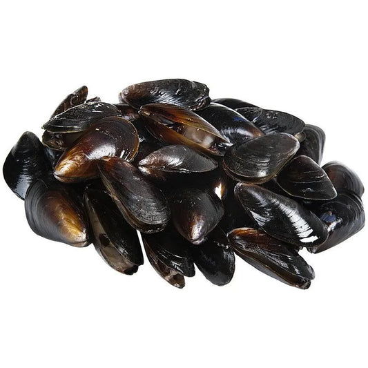 Australia Chilled Blue Mussels 1KG